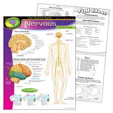 Chart Nervous System T 38089