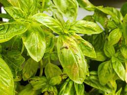 yellowish basil leaves what causes