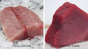 yellowtail vs yellowfin tuna catalina