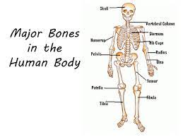 They are attached to the spine in the back. Skeletal System Ppt Download