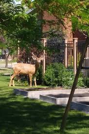 how to keep deer out of your garden and