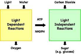 C4 Photosynthesis Bioninja