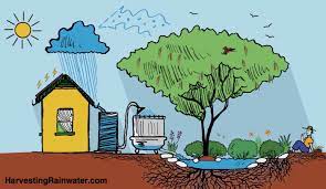rainwater harvesting for drylands and