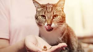 Cats have to eat twice as much corn to get the same amount of protein that they would. Best Corn Free Cat Food Kitty Catter
