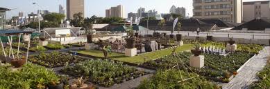 Urban Gardening The Rooftop Gardens Of