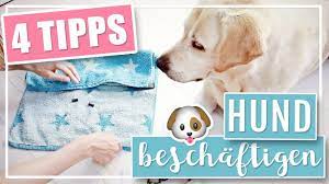 Hundespiele für zu hause anja jakob 80 seiten, 81 abbildungen. 4 Coole Diy Ideen Hund Drinnen Geistig Beschaftigen Youtube