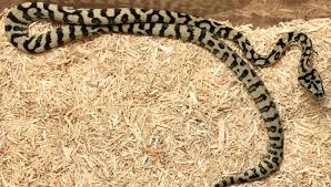 snake profile jungle carpet python