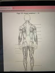 There are over 630 muscles in the human body; Solved 124 Anatomy Physiology Coloring Workbook 26 Ide Chegg Com