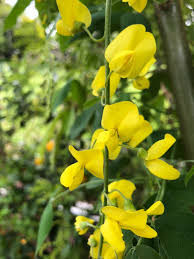 The tree has yellow flowers and oval leaves. Laburnum X Waterei Vossi Golden Chain Tree Blerick Tree Farm