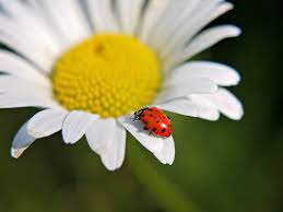 attract ladybugs to devour garden pests
