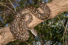 murray darling carpet python