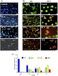 Fluorescent Microscope Analysis Of Nuclei Fragmentation By
