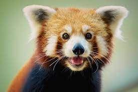 red panda facts behavior habitat t