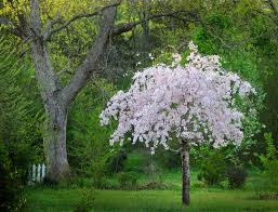 Prunus Ornamental Blossom O