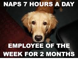 Laugh your way to your next paycheck with these funny work memes. 25 Animal Memes For A Work Day