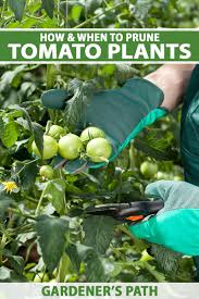 to prune your tomato plants