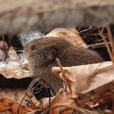 how to get rid of voles in the garden