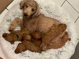 cky poodle puppies
