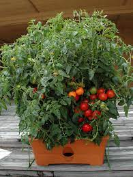 tomato planter container garden