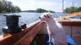 Wie bekomme ich den Hund aufs Boot?
