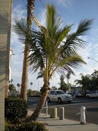 california s coconut palm newport