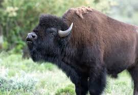 Image result for angry bison