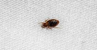 are bed bugs visible by the eye