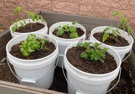 How To Garden With 5 Gallon Buckets