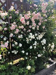 everything i know about climbing roses