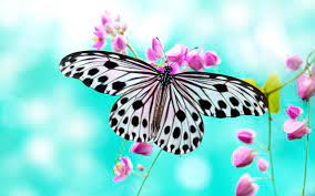 Butterfly Wallpaper Images ...