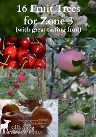 16 Fruit Trees For Zone 3 With Great Tasting Fruit