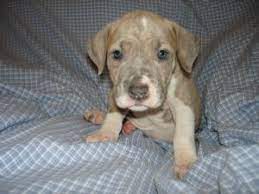 Adopt freddy on pitbull terrier pitbull terrier puppies pitbulls. American Pit Bull Terrier Puppies For Sale
