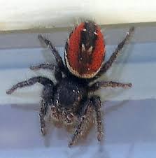 Spider Categorized Species Photos Pest Control Canada