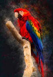 scarlet macaw 1080p 2k 4k 5k hd