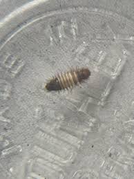 insect larvae found in clothes