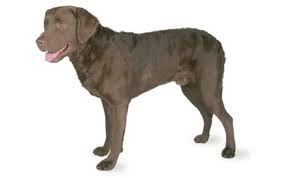 We rescue chesapeake bay retrievers, we evaluate and treat the dogs for medical conditions, provide fostering and socializing the dogs until they are adopted into thoroughly vetted homes. Chesapeake Bay Retriever Dogtime