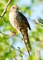 eastern long billed lark walter sisulu