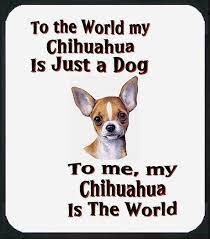 He was the role model for bob, the dog in 'ivan.'.' Chihuahua Quote Chihuahua Quotes Chihuahua Love Chihuahua Puppies