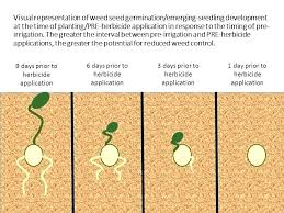 Post Emergent Herbicide Lowes Herbicide Emergent Herbicide Emergent