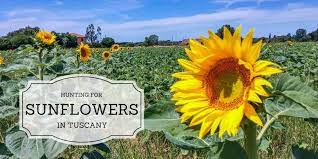 Hunting For Sunflowers In Tuscany My