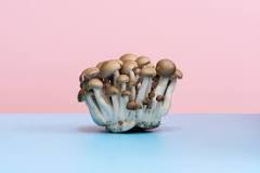 Which mushroom is the healthiest?