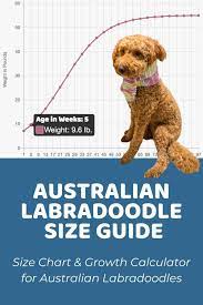 australian labradoodle size chart with