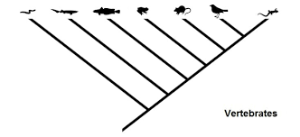 It is based on phylogeny, which is the study of evolutionary relationships. Cladogram Definition And Examples Biology Dictionary