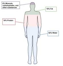Indicators Of Health Body Mass Index Body Fat Content And