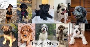 poodle mi list of the 63 most