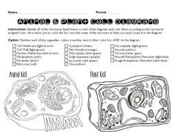 Cell wall brown supports and protects plant cell. Plant And Animal Cell Coloring Page By The Science Sleuth Tpt