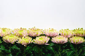 colorful chrysanthemum flowers put on