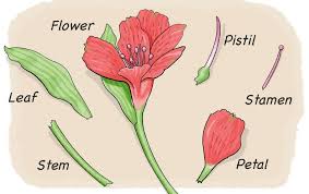 It has a male part and a female part: Dissect A Flower Scientific American