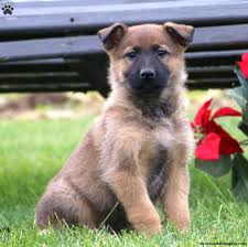 The alaskan shepherd is a result of crossing the alaskan malamute and the german shepherd dog. German Shepherd Mix Puppies For Sale Greenfield Puppies