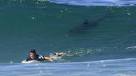 Attaques de requin : un spcialiste se confie sur le cas de la Runion